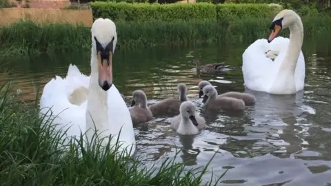 Esme Holding Swans