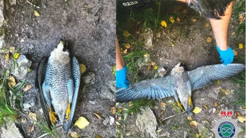 Staffordshire Police Poisoned peregrine found at Beeston Tor