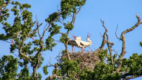 Brad Albrecht Storks nest