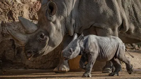 Chester Zoo Rhino calf with its mother