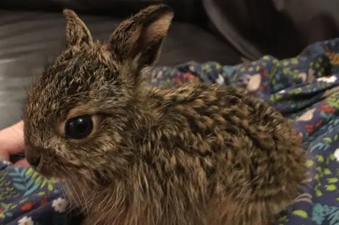 Natasha Terry Clover the hare