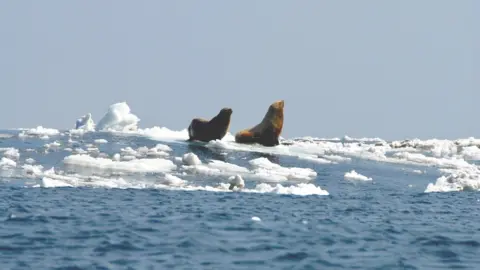 NOAA seals