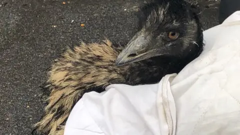 Hampshire Constaubulary Emu on A32