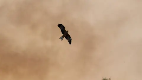 Getty Images A black kite hunting on the outskirts of a bushfire in Queensland