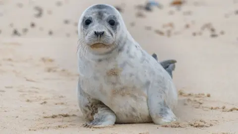 PA Media Grey seal