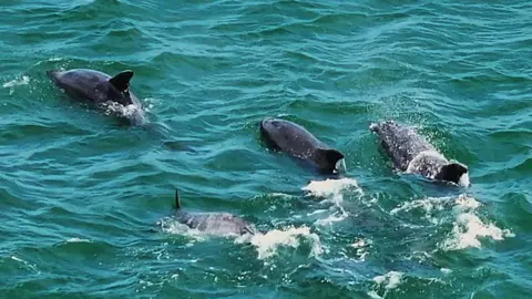 Dolphins swimming in the sea