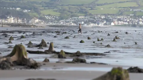 Getty Images Exposed tree stumps of Borth's underwater forest