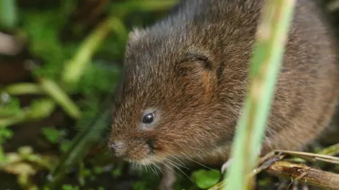 Getty Images A water vole on a river bank