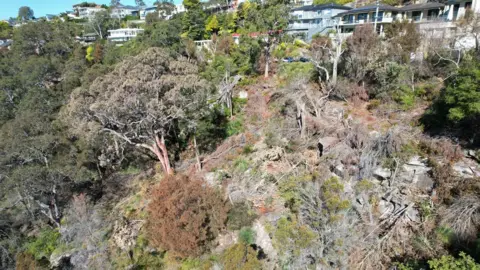 Willoughby Council The slain trees at Castle Cove