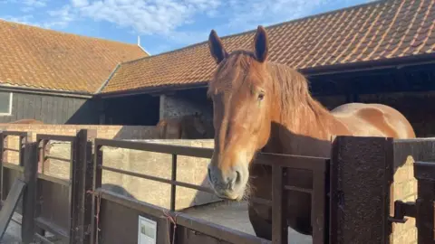 Anna-Louise Claydon/BBC Horse in a stable