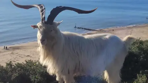 Bournemouth Goats Goat