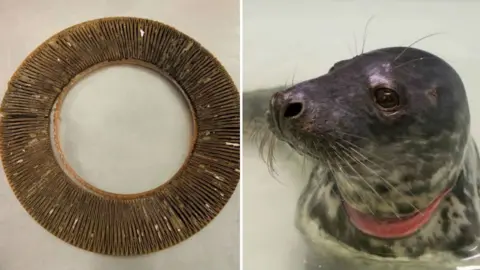 Sea Life Plastic ring and injured seal