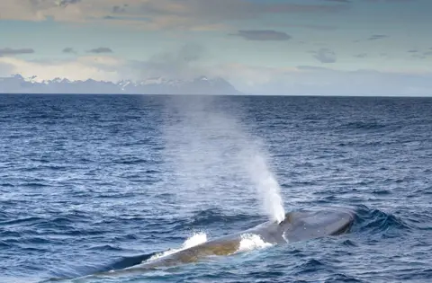 M.Collins/BAS South Georgia Whale Project Blue whale