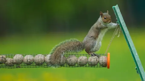 Patrick Dixon A squirrel eats from a bird feeder