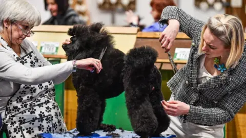 Getty Images Dogs get groomed