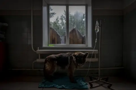 Thomas Machowicz A dog at the SOS shelter in Kiev