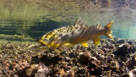 Jay Fleming A brown trout swimming in a river