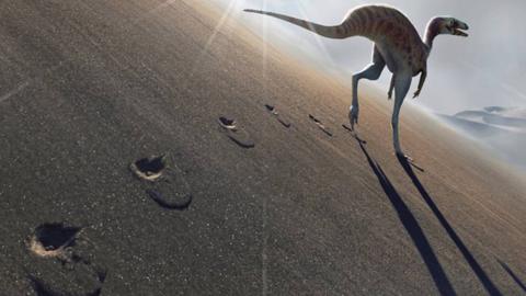 Dinosaurs: Footprints Discovery In Brazil Reveals New Species ...