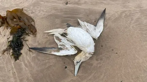 BBC Dead gannet at Seaton Point, Northumberland