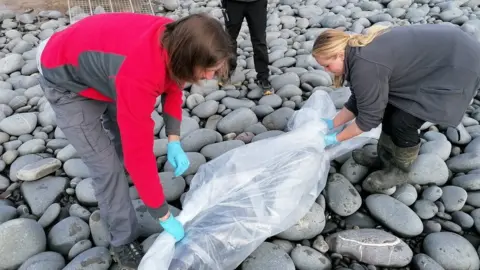 Northam Burrow Country Park Dead dolphin