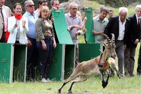 AFP Spanish ibex released in Cauterets, France, 19 Jul 14