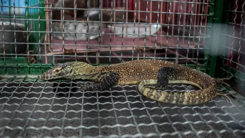 AFP A young komodo dragon seized by authorities during an anti-smuggling operation in Surabaya on March 27, 2019