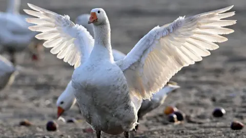 Reuters Goose