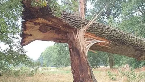 Watford Borough Council Fallen tree