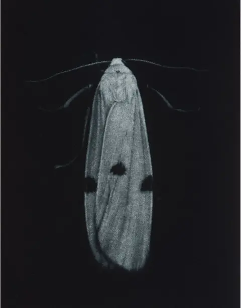 Sarah Gillespie Four-spotted footman