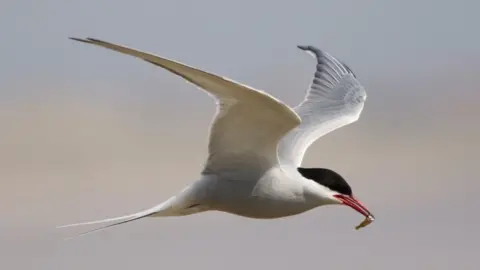 National Trust/ PA Arctic tern in flight with fish in beak