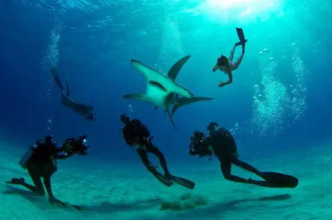 Lawson Wood Underwater photographer