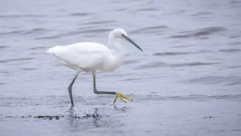 Jane Haycocks  Little Egret at RSPB Arne, Poole Harbour