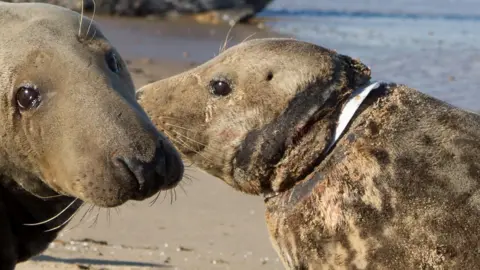 RSPCA Seal with plastic around neck