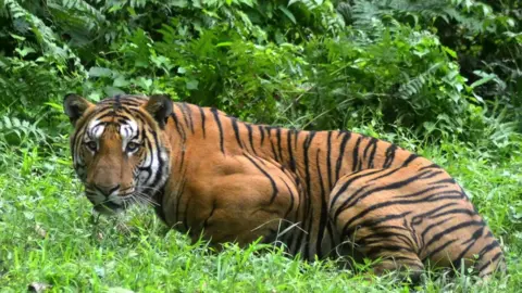 AFP A tiger in a national park in India