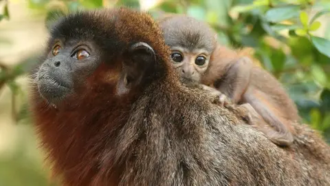 Getty Images Xenothrix’s close relative, the titi monkey