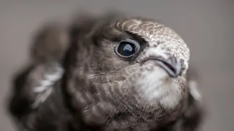 RSPB Scotland Swift