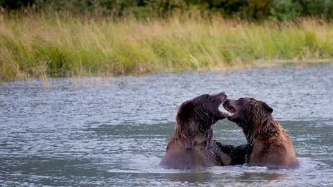 Getty Images Bears in Alaska