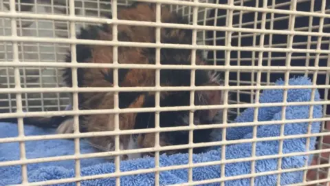 Steve Humm Cat after being rescued