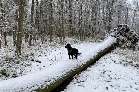 Barbarella/BBC Weather Watchers Snowy dog walk