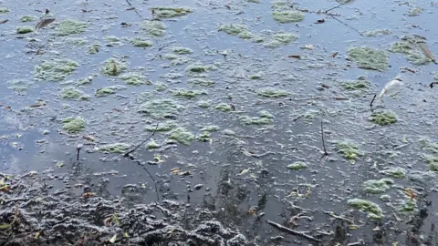 Katy Lewis/BBC Verulamium lake, St Albans