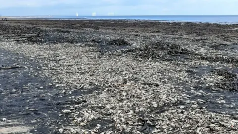 Katie Simmons Dead and dying crabs between Saltburn and Marske