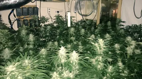 PC CAROLINE FOSTER/twitter Cannabis plants