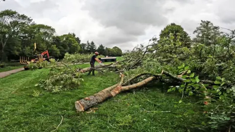 Wakehurst The tree felling work is underway