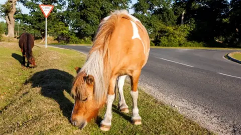 Getty Images New Forest