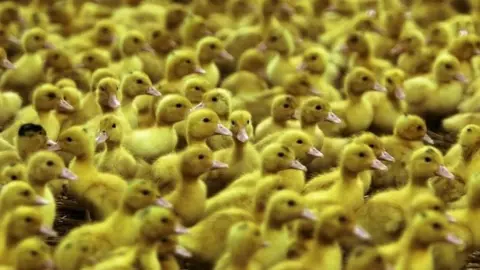 Getty Images Ducks being raised for Foie Gras production in Bulgaria