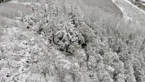 Trees covered in snow