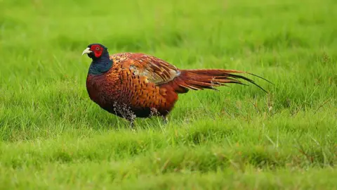 Getty Images A pheasant