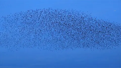 Starlings murmuration