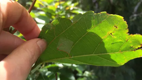 Dr Sophie Fauset Sensor on a leaf