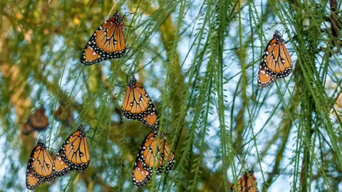 National Butterfly Center Butterflies hang on vines